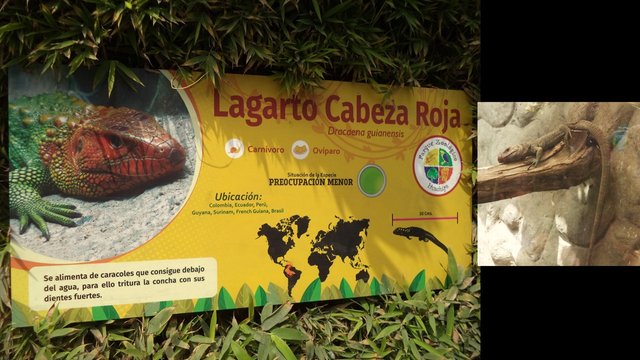 lagarto cabeza roja.jpg