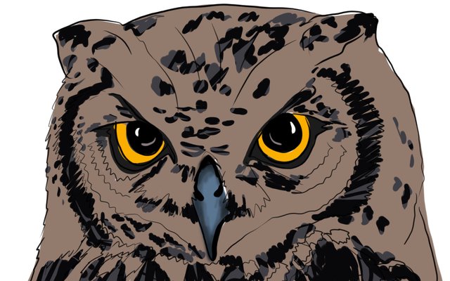 owl face(351).jpg