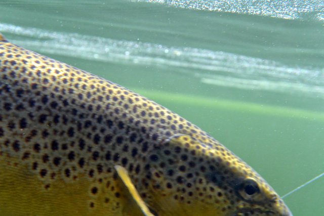 underwater_trout_fishing_norway_fiskingIMG_2361.jpg