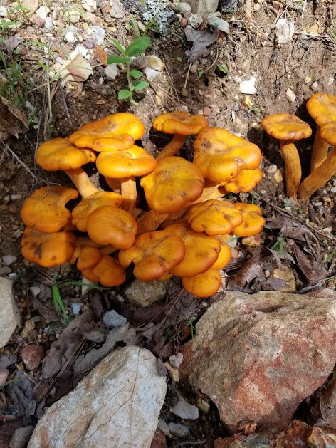 shroom.jpg