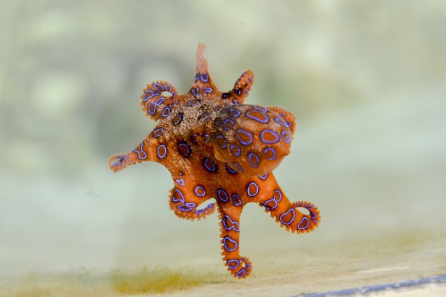 blue-ringed-octopus-2414408_1280.jpg