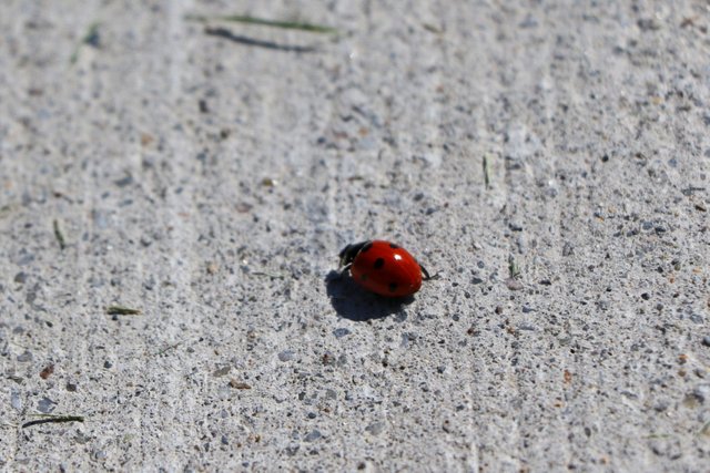 2E5A1682 Ladybug.jpg
