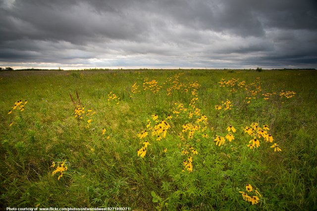 FieldOfTatteredBlackEyedSusans-001-081218.jpg