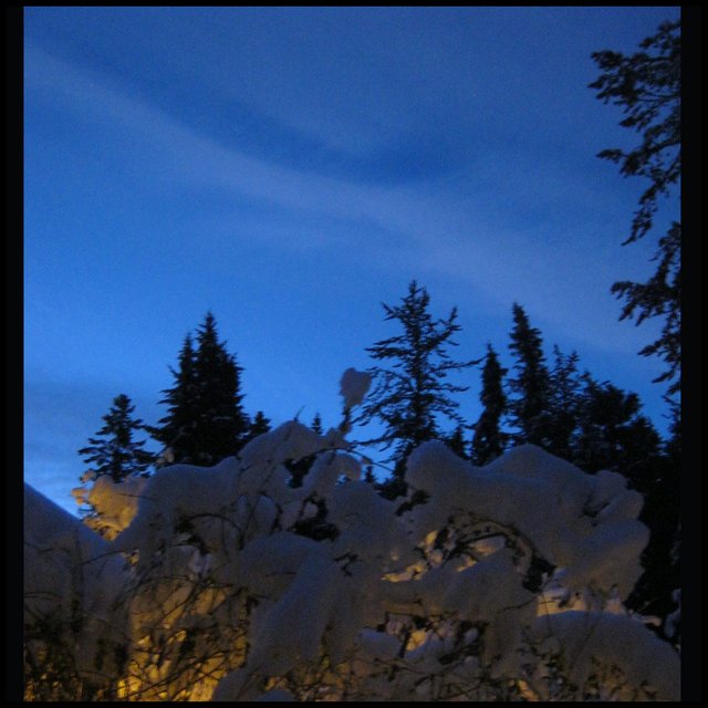 snowsculptures on honeysuckle lovely early dawn skyline.JPG