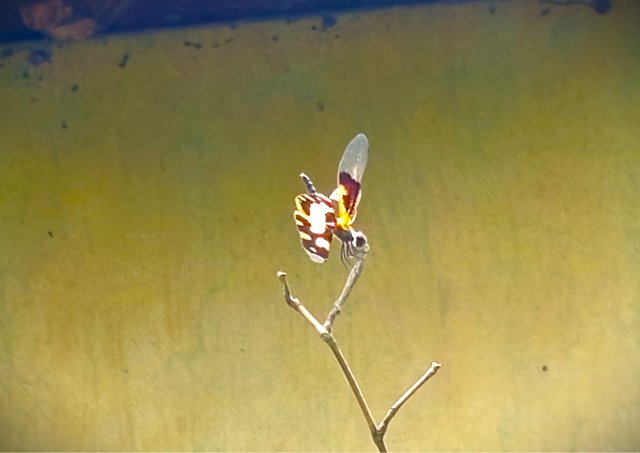 dragonfly (1).jpg