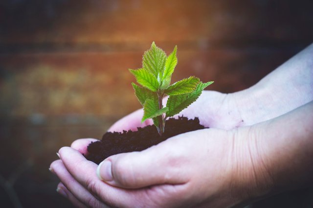 seedling-6404598_1280.jpg