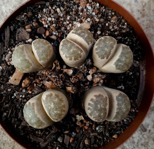 Lithops6.jpg