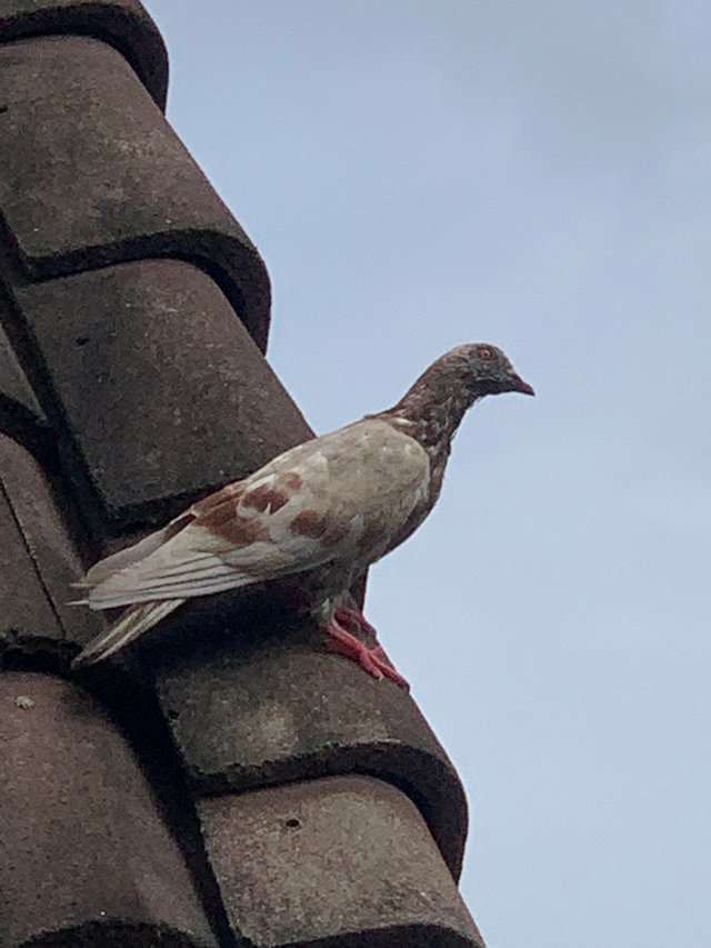 birds2.jpg