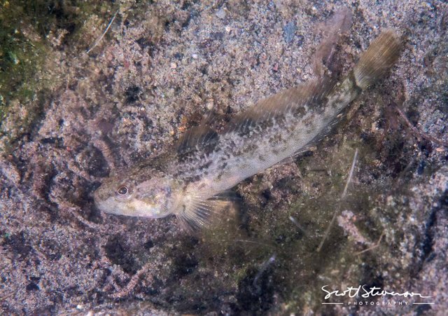 Coastrange Sculpin-2.jpg