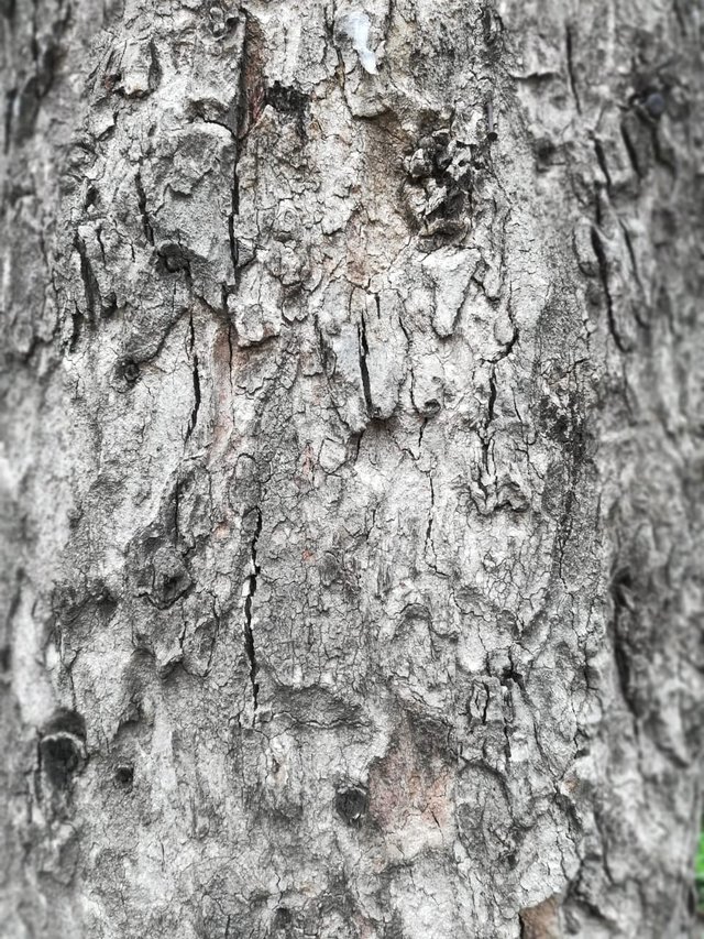 tree bark 2.jpeg