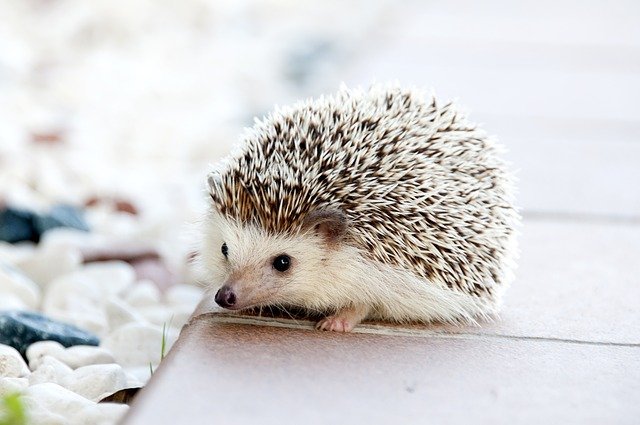 hedgehog-468228_640.jpg