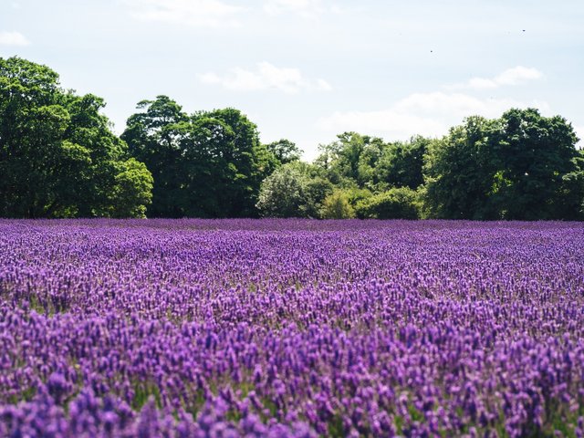 lavender-1081814_1920.jpg