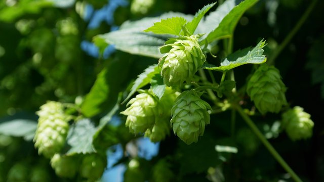 hop-vines-409870_1920.jpg