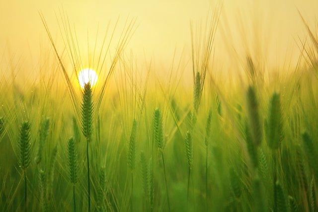 barley-field-gfc07b6ce3_1920.jpg