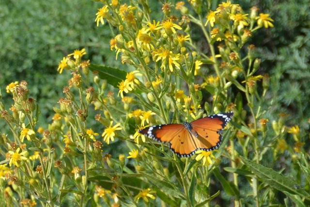 schmetterling2.jpg