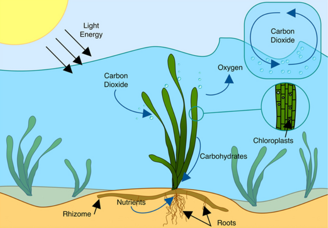 800px-Carbon_uptake_and_photosynthesis_in_a_seagrass_meadow.png