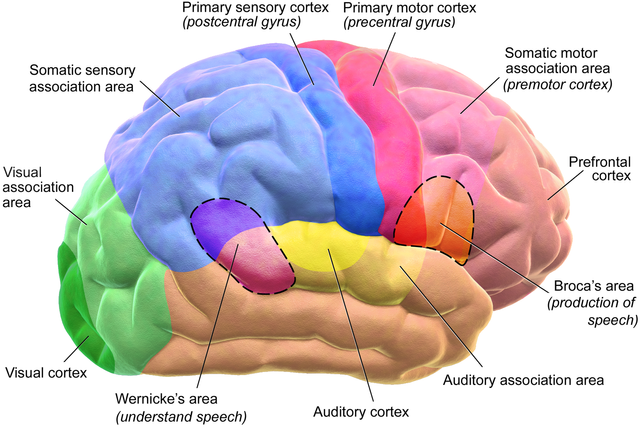 Blausen_0102_Brain_Motor&Sensory_(flipped).png