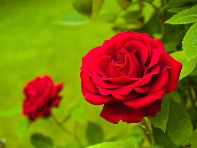 red-rose-day1.jpg