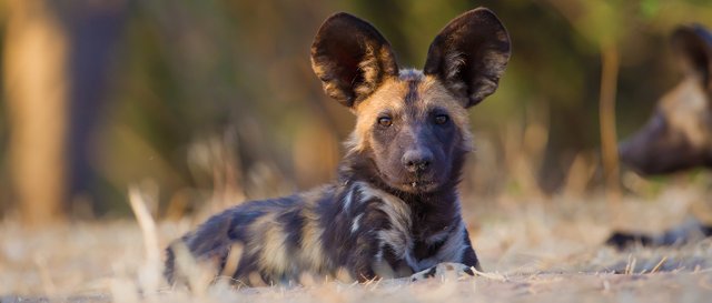 SpeciesPage_AfricanWildDog01_Hero.jpg