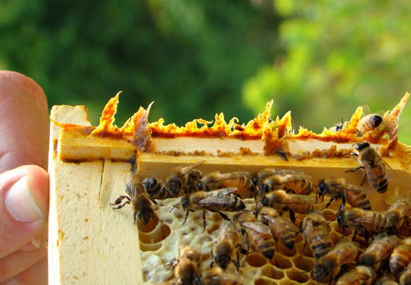 propolis-on-edge-of-frame.jpg