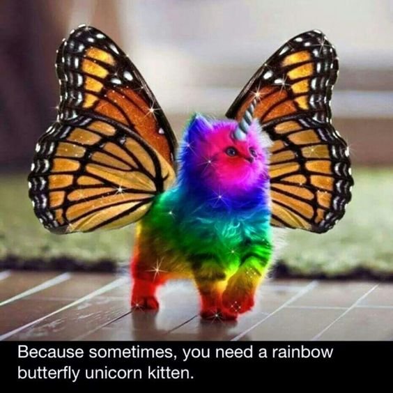 rainbow unicorn butterfly kitten.jpg