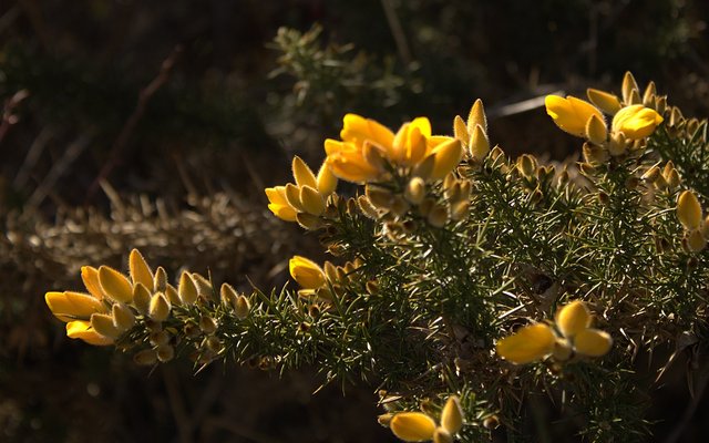 Ulex_Parviflorus_lw.jpg