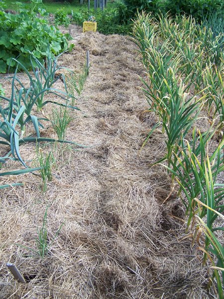 Digging garlic - row 3 done crop July 2018.jpg