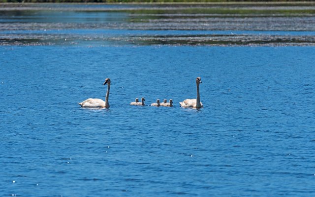 Seney-National-Wildlife-Refuge.jpg