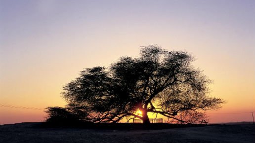 Sightseeing-Bahrain-Tree-of-life.jpg