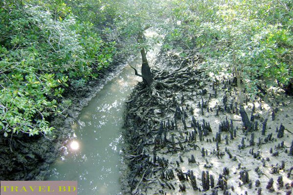 Sundarban-3.jpg