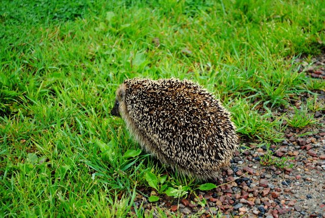 hedgehog-on-the-run_5950380412_o (FILEminimizer).jpg