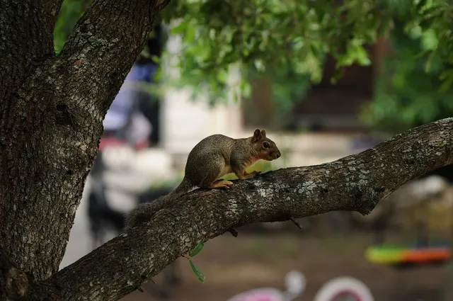 squirrel-9696950_128