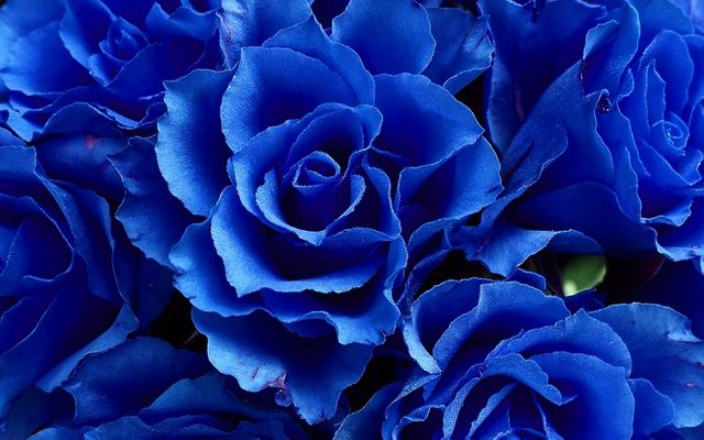 Blue-Rose-Meaning-and-Symbolism-2.jpg