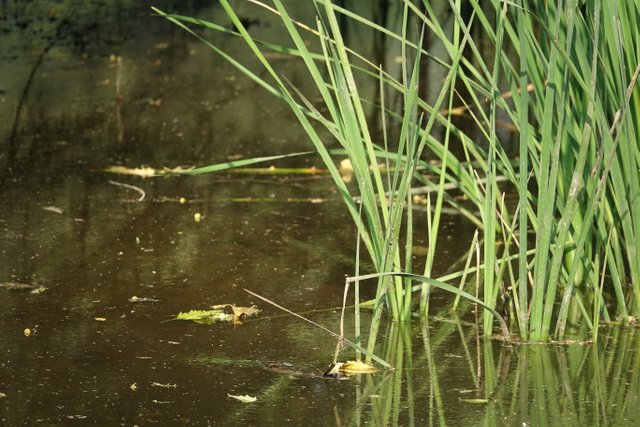 plants-coming-out-water.jpg