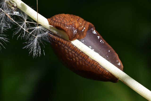 slug brown macro 2.jpg