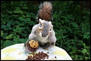 squirrel_chocolate_chips.jpg