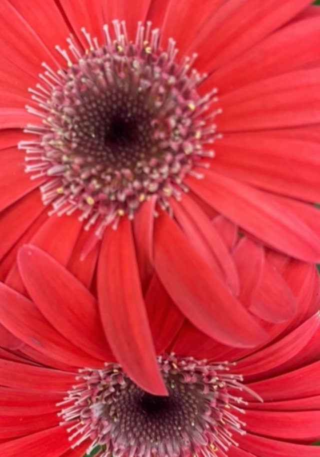 IMG_4630.jpeg