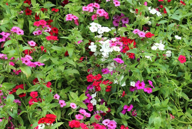 ornamental-flowers-leaves-ooty-botanical-garden-tamilnadu-india-93059088.jpg
