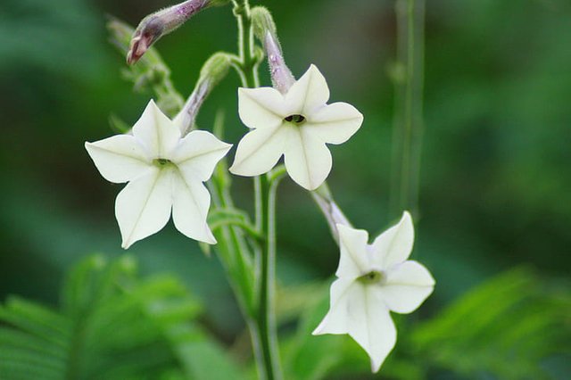 White-Petal-flower.jpg