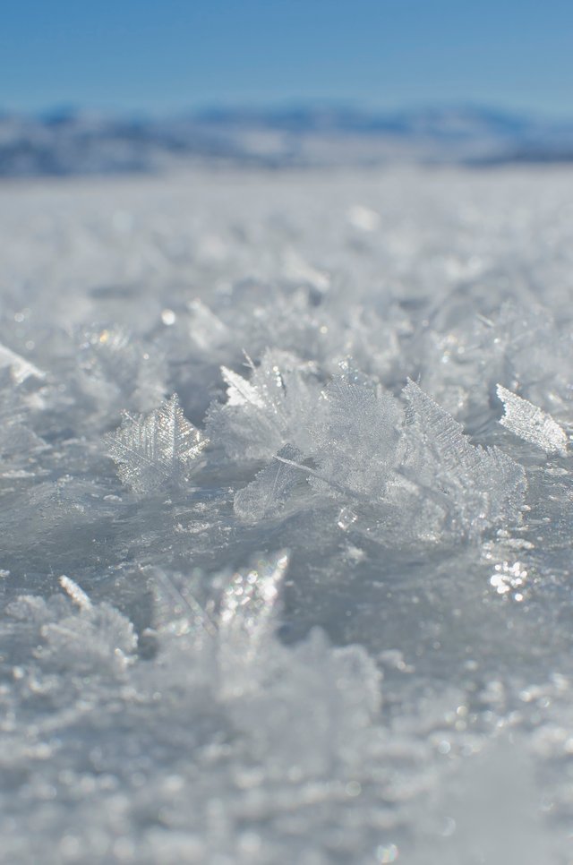 The frozen snowflakes on the lake.JPG