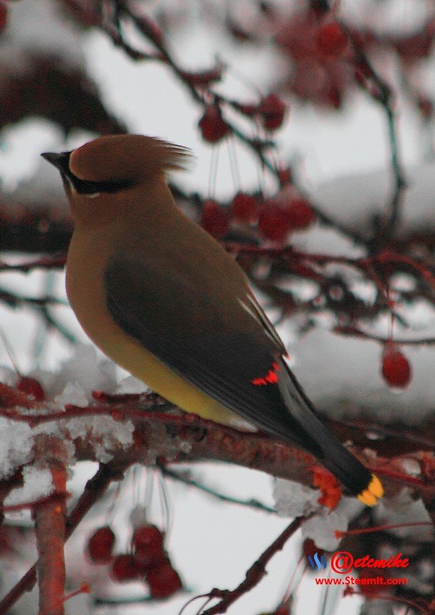 Cedar Waxing IMG_0076.JPG