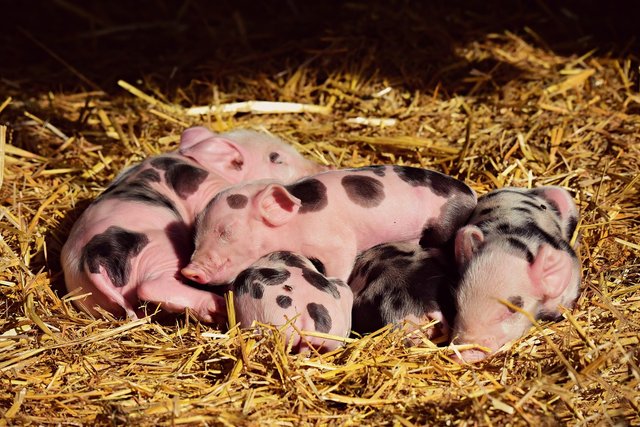 piglets-3741880_1280.jpg