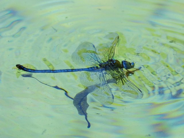 dragonfly-2413050_960_720.jpg