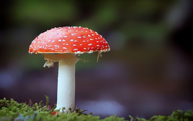 fly-agaric-547324_640.jpg