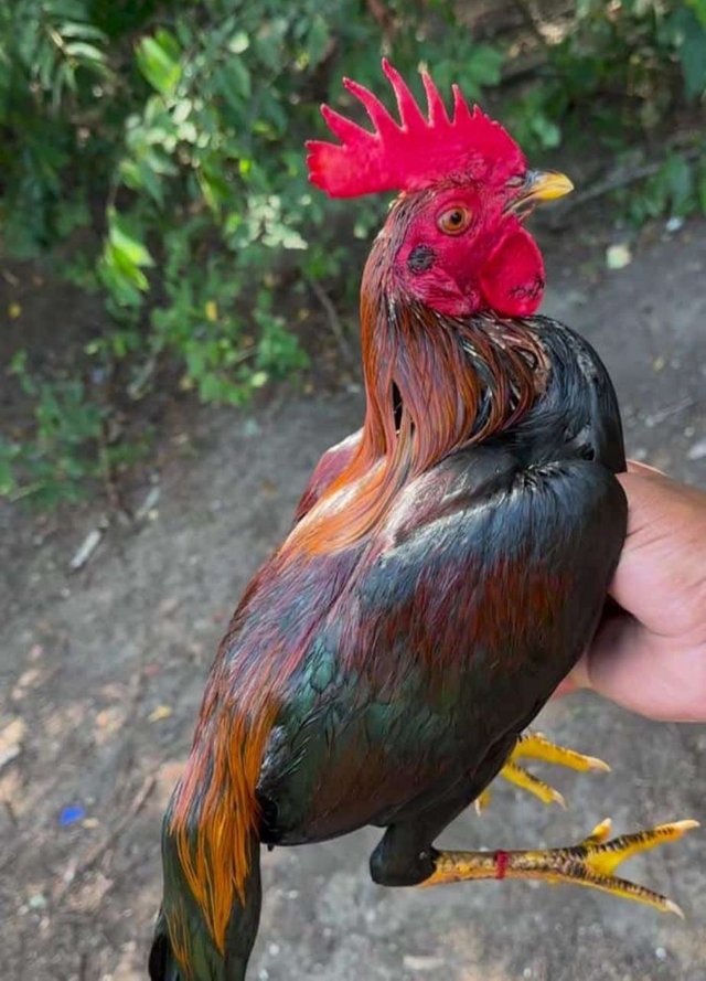 El gallo de mi tio.jpg