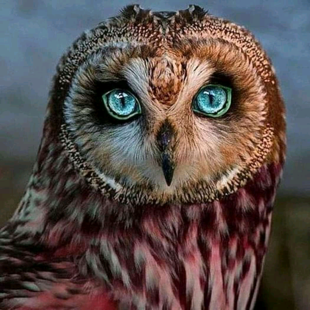 Owl with beautiful eyes.jpg