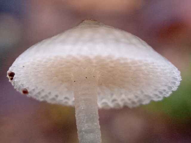 IMG_20211221_084745.jpg