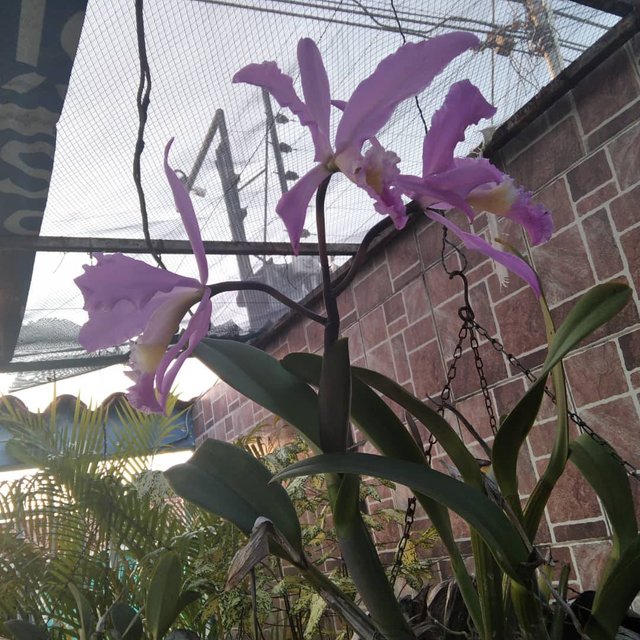 Orquídea 4.jpg