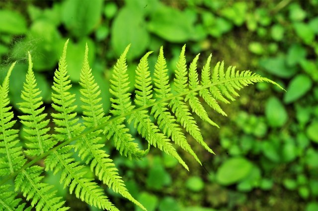 fern-3466614_1920.jpg