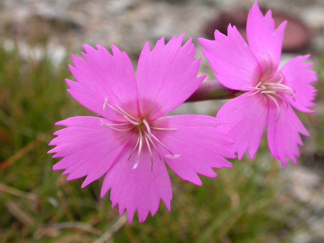 Dianthus_sylvestris.JPG